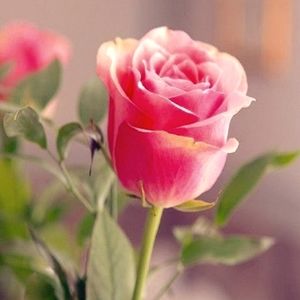 Meet your Posher, Rose